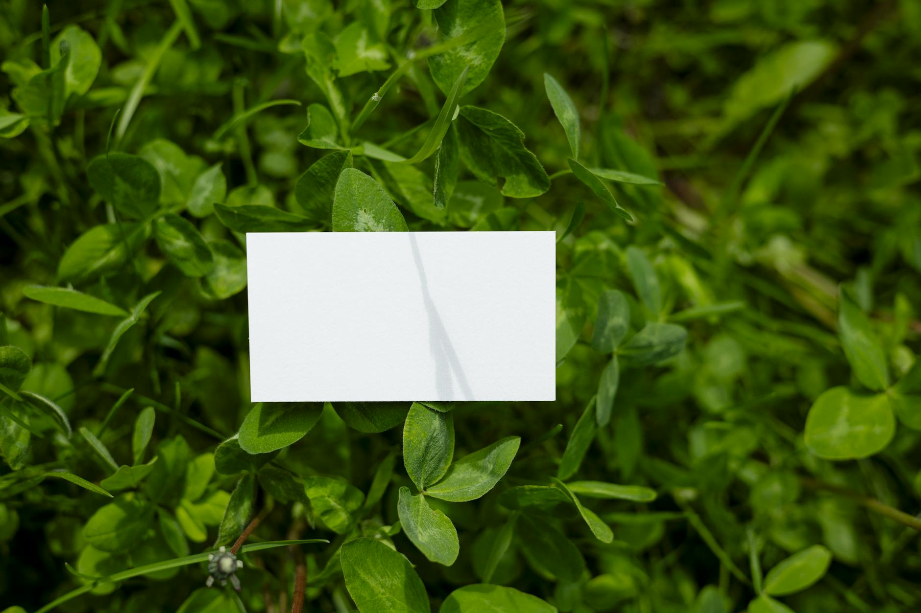 16 – L’entreprise Organique 🎬